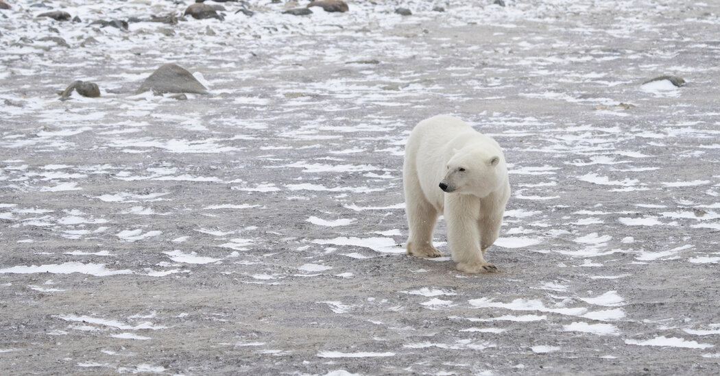 The lack of a global climate target could spell disaster for these polar bears