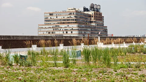 Getty Images Planting shrubs on the roof can help lower the overall surface temperature (Credit: Getty Images)