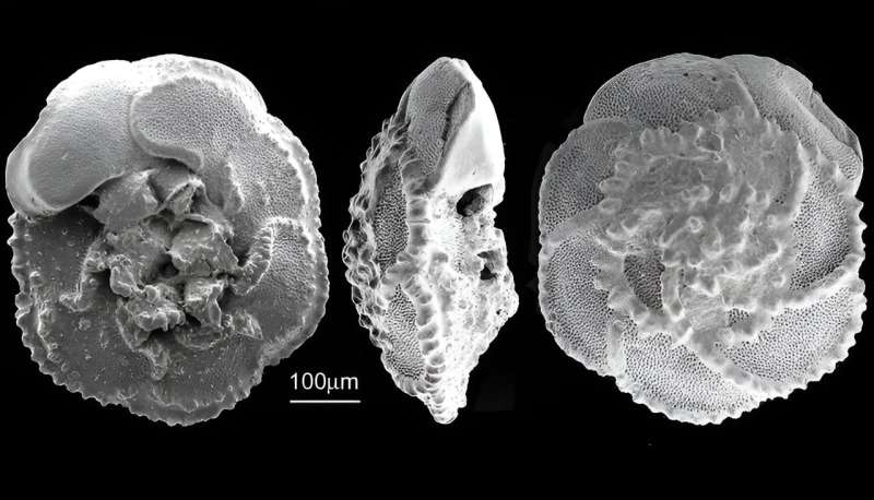 Ancient ocean slowdown warns of coming climate chaos