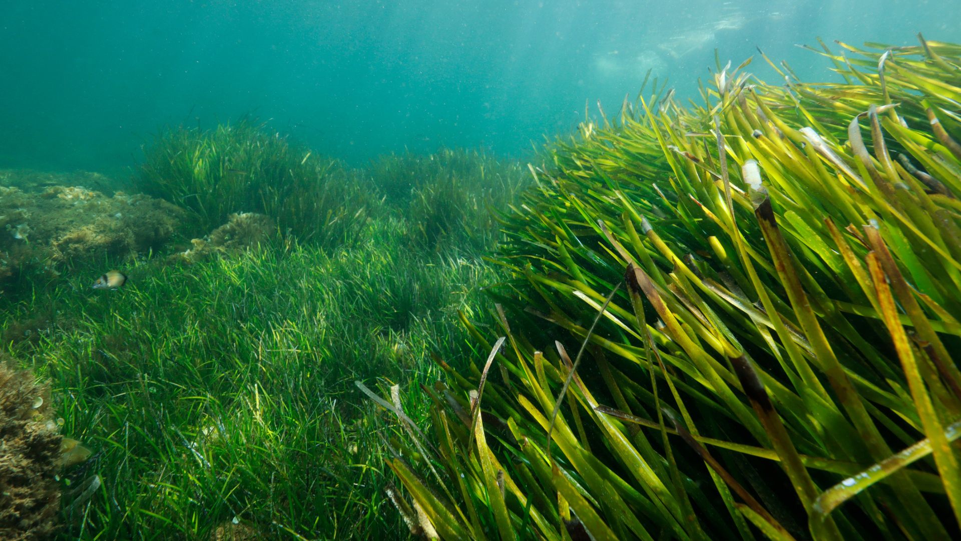 New genetic clock points to a marine plant older than the Greenland shark