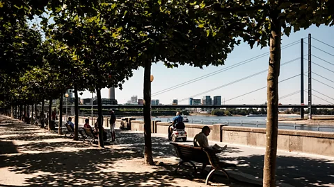 Getty Images Trees line a riverside walkway (Credit: Getty Images)