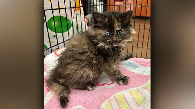 Rare intersex kitten defies cat genetics, surprises vets at Oregon shelter