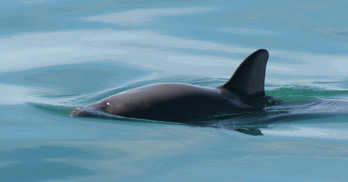 The expedition in search of the world's most endangered marine mammal reports a population decline